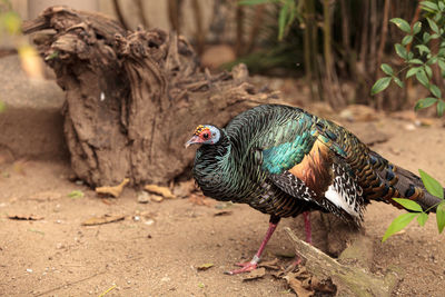 Close-up of peacock