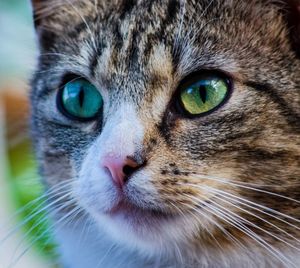 Close-up portrait of cat