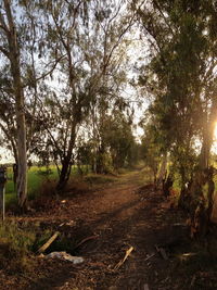 Dirt road amidst trees in forest