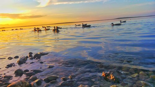 Birds swimming in sea against sky during sunset