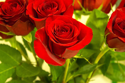 Close-up of red rose