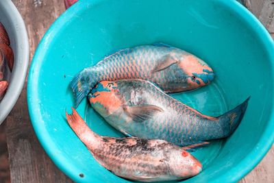 Close-up of fish in container