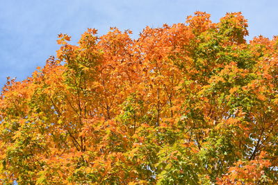 Low angle view of maple tree against sky during autumn