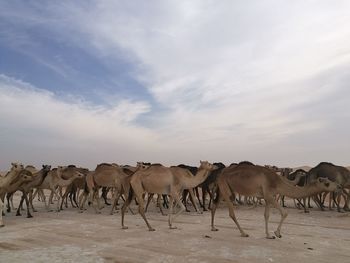 Horses grazing on landscape against sky