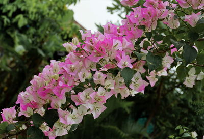 Close-up of pink flowers