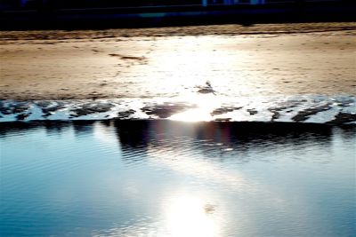 Birds in sea during sunset