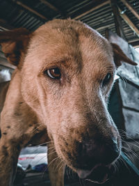 Close-up of dog looking away