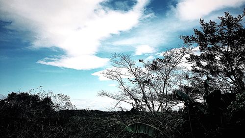 Low angle view of silhouette trees against sky