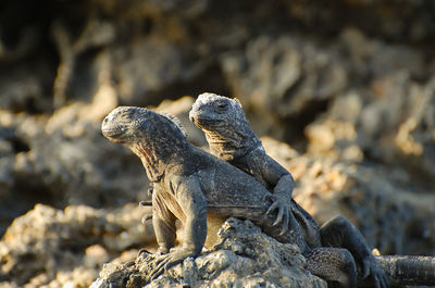 Iguanas on rock