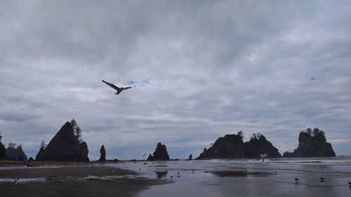 Seagull flying over sea