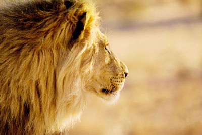 Close-up of lion on field