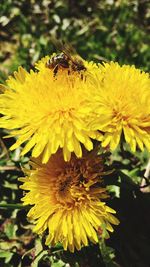 Close-up of yellow flower