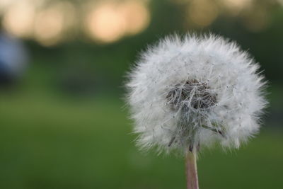 Close-up of dandelion flower