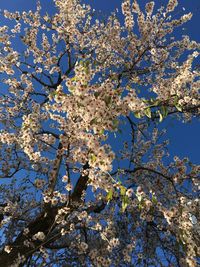 Low angle view of cherry blossoms