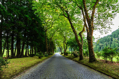 Empty road along trees