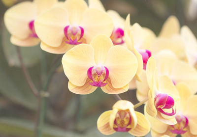 Close-up of pink orchids