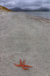 View of crab on beach