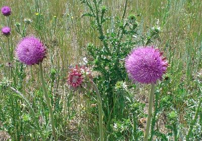 Purple flowers blooming on field