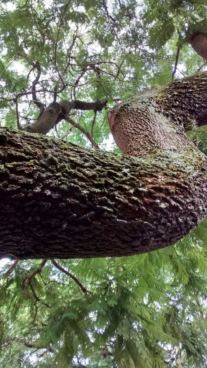 tree, low angle view, branch, tree trunk, growth, green color, nature, tranquility, forest, day, outdoors, no people, wood - material, built structure, sky, beauty in nature, sunlight, architecture, clear sky, tranquil scene