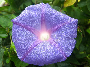 Close-up of purple flowering plant