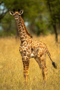 Young masai giraffe in grass eyeing camera