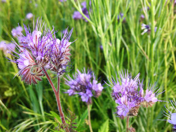 Close-up of purple thistle flowers on field