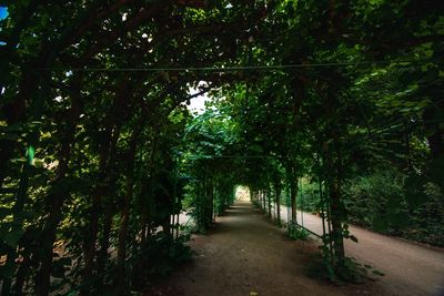 Footpath amidst trees in forest