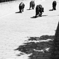 Rear view of woman walking with dog