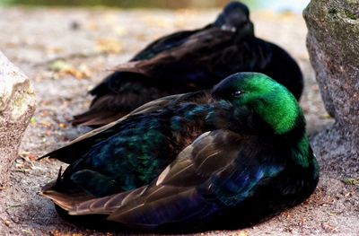 High angle view of mallard duck