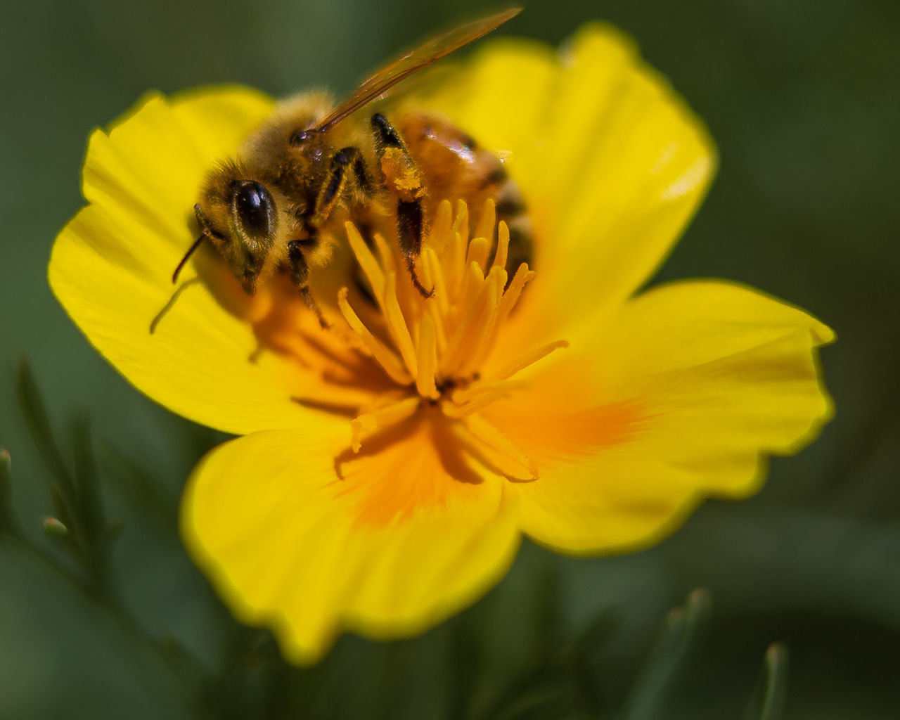 flowering plant, flower, petal, fragility, vulnerability, insect, flower head, invertebrate, beauty in nature, freshness, yellow, inflorescence, one animal, animal themes, animal wildlife, growth, animal, plant, close-up, animals in the wild, pollen, no people, pollination