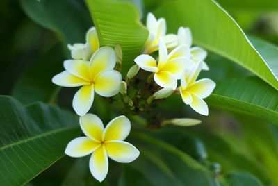 Close-up of white flowers blooming outdoors