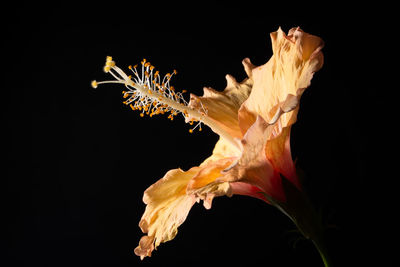 Close-up of hibiscus against black background