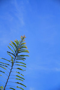 Low angle view of fresh green plant against blue sky