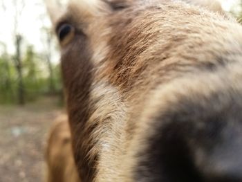 Close-up of horse