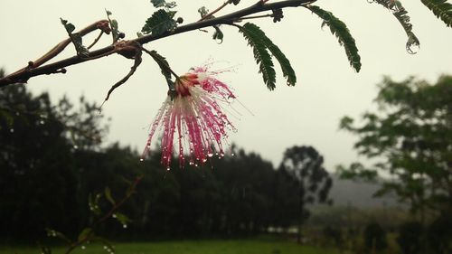 Close-up of flowers against blurred background