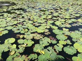 High angle view of leaves floating on water