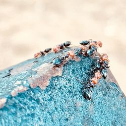 Close-up of insect on rock