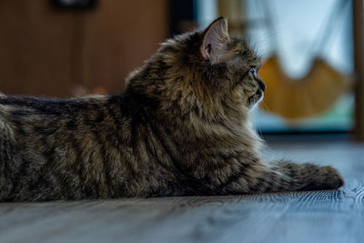 Close-up of a cat on floor at home