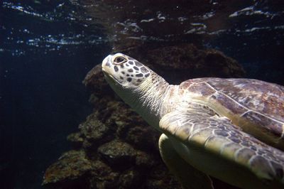 Turtle swimming in sea