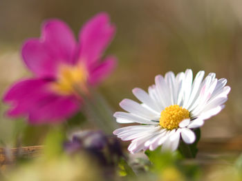 Close-up of purple flowering plant