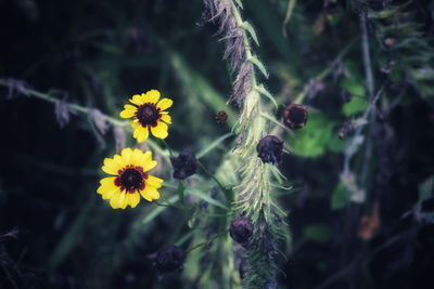 Close-up of yellow flowering plant
