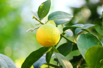 Close up of single yellow ripe fruit on lemon tree in the home garden