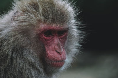 Close-up of a monkey