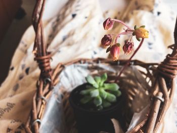 Close-up of potted plant