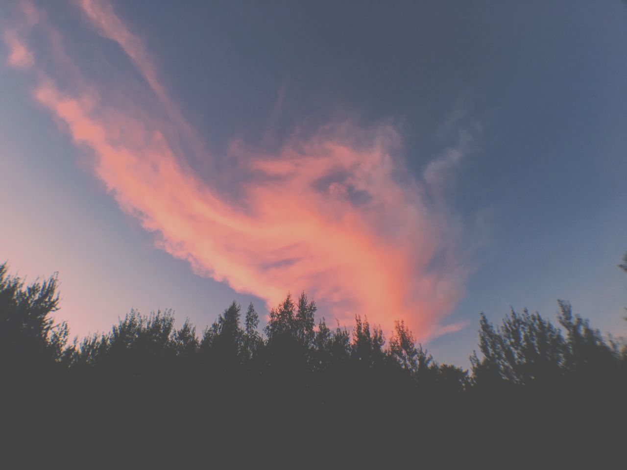 SILHOUETTE OF TREES AT SUNSET