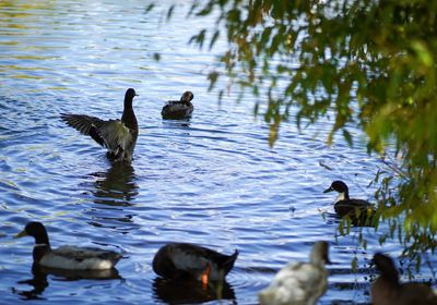 Ducks in a lake