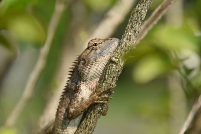 Close-up of a lizard on branch