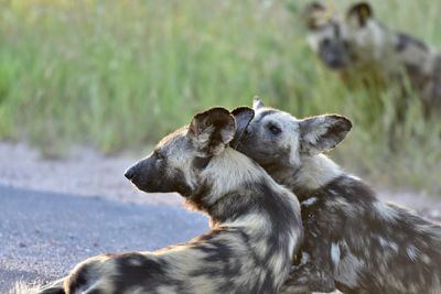 View of two dogs on land