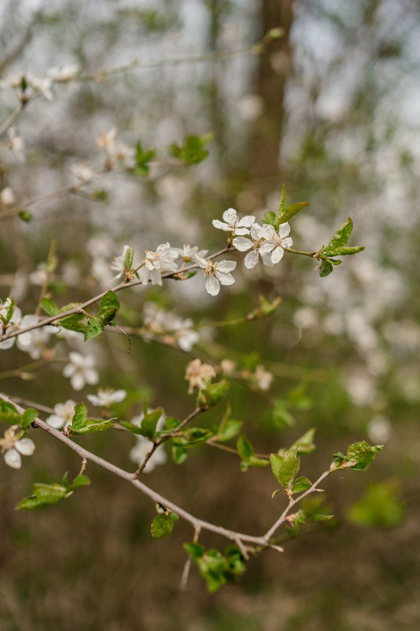 plant, tree, flower, nature, branch, flowering plant, blossom, beauty in nature, leaf, growth, springtime, freshness, no people, produce, fragility, focus on foreground, close-up, green, outdoors, spring, day, food, food and drink, twig, plant part, environment, botany, selective focus, white, wildflower, land, shrub