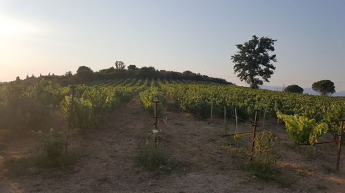 Scenic view of vineyard against clear sky